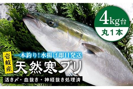 壱岐島産天然寒ブリ(4キロ台・丸もの) [壱岐市][壱岐島 玄海屋][JBS002] ぶり 寒ぶり ブリ 魚 刺身 しゃぶしゃぶ 40000 40000円 のし プレゼント ギフト 冷蔵配送 九州