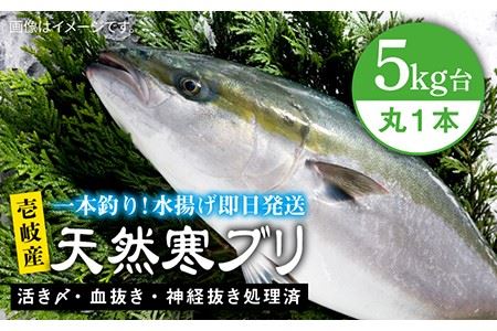壱岐島産 天然寒ブリ(5キロ台・丸もの) [壱岐市][壱岐島 玄海屋][JBS003] ぶり 寒ぶり ブリ 魚 刺身 しゃぶしゃぶ ぶりしゃぶ 天然 処理済 5kg 丸もの 49000 49000円 冷蔵配送 九州