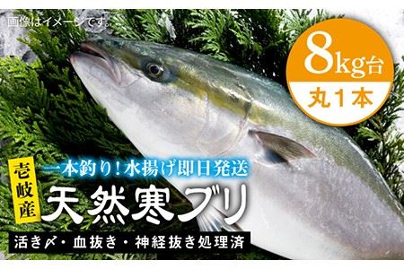 壱岐島産天然寒ブリ(8キロ台・丸もの) [壱岐市][壱岐島 玄海屋][JBS005] ぶり 寒ぶり ブリ 魚 刺身 しゃぶしゃぶ 92000 92000円 のし プレゼント ギフト 冷蔵配送 九州