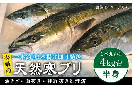 [1/16〜3月末お届け]壱岐島産天然寒ブリ(一本丸ものサイズ4キロ台の半身ブロック) [壱岐市][壱岐島 玄海屋][JBS006] ぶり 寒ぶり ブリ 魚 刺身 しゃぶしゃぶ 37000 37000円 し プレゼント ギフト 冷蔵配送 九州