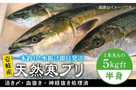 [1/16〜3月末お届け]壱岐島産天然寒ブリ(一本丸ものサイズ5キロ台の半身ブロック) [壱岐市][壱岐島 玄海屋][JBS007] ぶり 寒ぶり ブリ 魚 刺身 しゃぶしゃぶ 43000 43000円 し プレゼント ギフト 冷蔵配送 九州