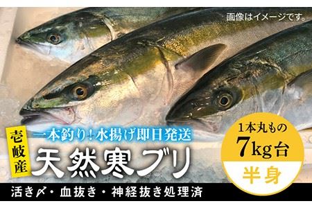[1/16〜3月末お届け]壱岐島産天然寒ブリ(一本丸ものサイズ7キロ台の半身ブロック) [壱岐市][壱岐島 玄海屋][JBS009] ぶり 寒ぶり ブリ 魚 刺身 しゃぶしゃぶ 64000 64000円 し プレゼント ギフト 冷蔵配送 九州