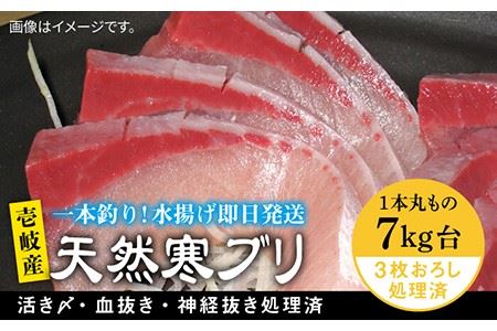 壱岐島産天然寒ブリ(7キロ台・3枚おろし) [壱岐市][壱岐島 玄海屋][JBS012] ぶり 寒ぶり ブリ 魚 刺身 しゃぶしゃぶ 77000 77000円 のし プレゼント ギフト 冷蔵配送 九州