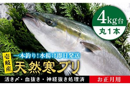 [11/1?1/15お届け 年末年始用]天然 寒ブリ( 4キロ台 丸もの ) [壱岐市][壱岐島 玄海屋][JBS014] ぶり 寒ぶり ブリ 魚 刺身 しゃぶしゃぶ 74000 74000円 のし プレゼント ギフト 冷蔵配送 九州