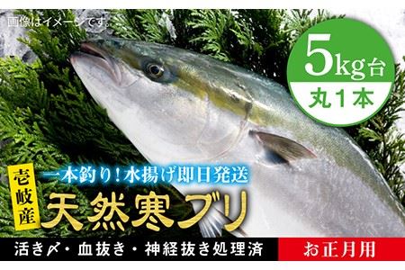 [11/1?1/15お届け 年末年始用]天然 寒ブリ(5キロ台・丸もの) [壱岐市][壱岐島 玄海屋][JBS015] ぶり 寒ぶり ブリ 魚 刺身 しゃぶしゃぶ 88000 88000円 のし プレゼント ギフト 冷蔵配送 九州