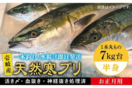 [11/1?1/15お届け 年末年始用]天然 寒ブリ(一本丸ものサイズ7キロ台の半身ブロック) [壱岐市][壱岐島 玄海屋][JBS021] ぶり 寒ぶり ブリ 魚 刺身 しゃぶしゃぶ 95000 95000円 し プレゼント ギフト 冷蔵配送 九州