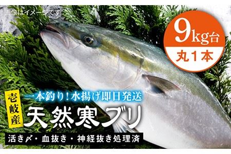 壱岐島産天然寒ブリ(9キロ台・丸もの) [壱岐市][壱岐島 玄海屋][JBS027] ぶり 寒ぶり ブリ 魚 刺身 しゃぶしゃぶ 107000 107000円 のし プレゼント ギフト 冷蔵配送 九州