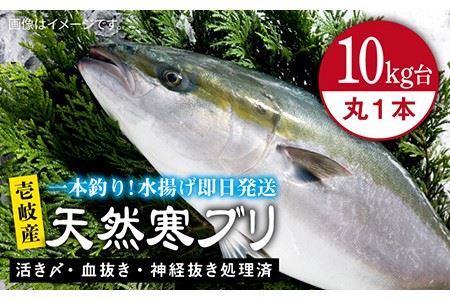 壱岐島産天然寒ブリ(10キロ台・丸もの) [壱岐市][壱岐島 玄海屋][JBS028] ぶり 寒ぶり ブリ 魚 刺身 しゃぶしゃぶ 122000 122000円 のし プレゼント ギフト 冷蔵配送 九州