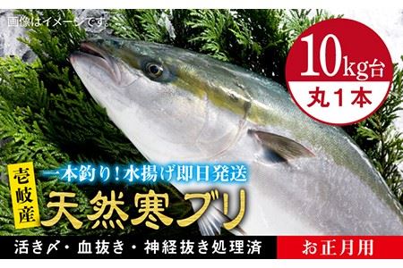 [11/1〜1/15お届け 年末年始用]天然 寒ブリ(10キロ台・丸もの) [壱岐市][壱岐島 玄海屋][JBS034] ぶり 寒ぶり ブリ 魚 刺身 しゃぶしゃぶ 300000 300000円 30万 のし プレゼント ギフト 冷蔵配送 九州