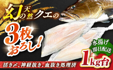 天然クエ(1キロ台・3枚おろし) [壱岐市][壱岐島 玄海屋][JBS039] クエ 魚 刺身 しゃぶしゃぶ 90000 90000円 9万円 のし プレゼント ギフト 冷蔵配送 九州