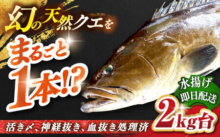 天然クエ(2キロ台・丸もの) [壱岐市][壱岐島 玄海屋][JBS040] クエ 魚 刺身 しゃぶしゃぶ 150000 150000円 15万円 のし プレゼント ギフト 冷蔵配送 九州