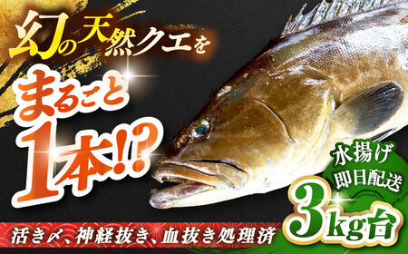 天然クエ(3キロ台・丸もの) [壱岐市][壱岐島 玄海屋][JBS041] クエ 魚 刺身 しゃぶしゃぶ 220000 220000円 22万円 のし プレゼント ギフト 冷蔵配送 九州