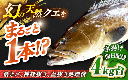 天然クエ(4キロ台・丸もの) [壱岐市][壱岐島 玄海屋][JBS042] クエ 魚 刺身 しゃぶしゃぶ 290000 290000円 29万円 のし プレゼント ギフト 冷蔵配送 九州