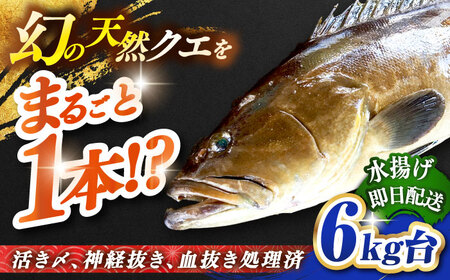 天然クエ(6キロ台・丸もの) [壱岐市][壱岐島 玄海屋][JBS044] クエ 魚 刺身 しゃぶしゃぶ 440000 440000円 44万円 のし プレゼント ギフト 冷蔵配送 九州