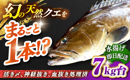天然クエ(7キロ台・丸もの) [壱岐市][壱岐島 玄海屋][JBS045] クエ 魚 刺身 しゃぶしゃぶ 510000 510000円 51万円 のし プレゼント ギフト 冷蔵配送 九州