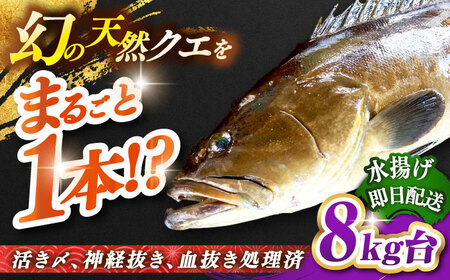 天然クエ(8キロ台・丸もの) [壱岐市][壱岐島 玄海屋][JBS046] クエ 魚 刺身 しゃぶしゃぶ 580000 580000円 58万円 のし プレゼント ギフト 冷蔵配送 九州