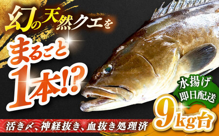 天然クエ(9キロ台・丸もの) [壱岐市][壱岐島 玄海屋][JBS047] クエ 魚 刺身 しゃぶしゃぶ 670000 670000円 67万円 のし プレゼント ギフト 冷蔵配送 九州