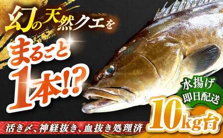 天然クエ(10キロ台・丸もの) [壱岐市][壱岐島 玄海屋][JBS048] クエ 魚 刺身 しゃぶしゃぶ 740000 740000円 74万円 のし プレゼント ギフト 冷蔵配送 九州