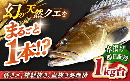 天然クエ(1キロ台・丸もの) [壱岐市][壱岐島 玄海屋][JBS049] クエ 魚 刺身 しゃぶしゃぶ 81000 81000円 のし プレゼント ギフト 冷蔵配送 九州