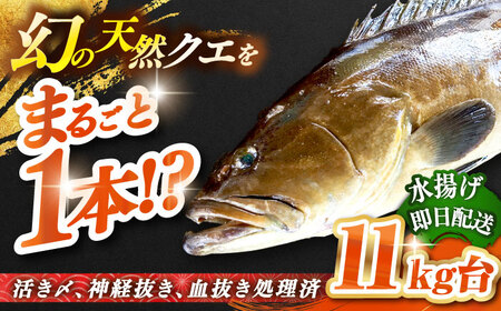 天然クエ(11キロ台・丸もの) [壱岐市][壱岐島 玄海屋][JBS050] クエ 魚 刺身 しゃぶしゃぶ 800000 800000円 80万円 のし プレゼント ギフト 冷蔵配送 九州