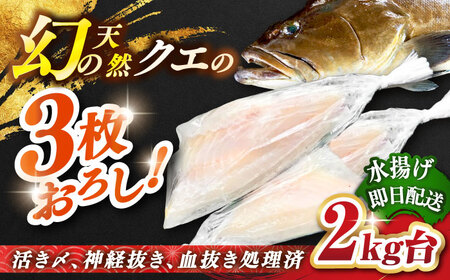 天然クエ(2キロ台・3枚おろし) [壱岐市][壱岐島 玄海屋][JBS051] クエ 魚 刺身 しゃぶしゃぶ 160000 160000円 16万円 のし プレゼント ギフト 冷蔵配送 九州