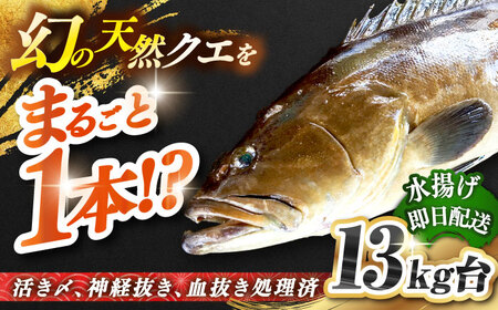 天然クエ(13キロ台・丸もの) [壱岐市][壱岐島 玄海屋][JBS053] クエ 魚 刺身 しゃぶしゃぶ 940000 940000円 94万円 のし プレゼント ギフト 冷蔵配送 九州