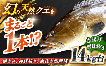 天然クエ(14キロ台・丸もの) [壱岐市][壱岐島 玄海屋][JBS054] クエ 魚 刺身 しゃぶしゃぶ 1010000 1010000円 101万円 のし プレゼント ギフト 冷蔵配送 九州