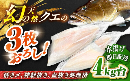 天然クエ(4キロ台・3枚おろし) [壱岐市][壱岐島 玄海屋][JBS056] クエ 魚 刺身 しゃぶしゃぶ 300000 300000円 30万円 のし プレゼント ギフト 冷蔵配送 九州