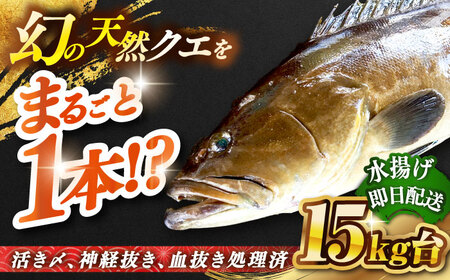 天然クエ(15キロ台・丸もの) [壱岐市][壱岐島 玄海屋][JBS057] クエ 魚 刺身 しゃぶしゃぶ 1100000 1100000円 110万円 のし プレゼント ギフト 冷蔵配送 九州
