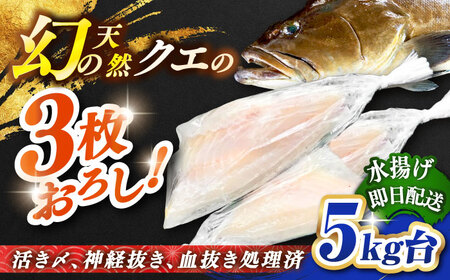 天然クエ(5キロ台・3枚おろし) [壱岐市][壱岐島 玄海屋][JBS058] クエ 魚 刺身 しゃぶしゃぶ 370000 370000円 37万円 のし プレゼント ギフト 冷蔵配送 九州