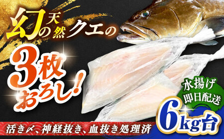 天然クエ(6キロ台・3枚おろし) [壱岐市][壱岐島 玄海屋][JBS059] クエ 魚 刺身 しゃぶしゃぶ 450000 450000円 45万円 のし プレゼント ギフト 冷蔵配送 九州