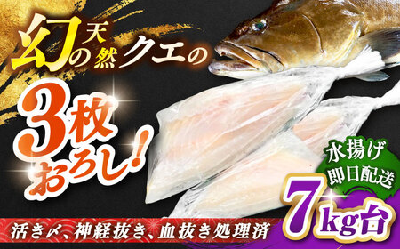 天然クエ(7キロ台・3枚おろし) [壱岐市][壱岐島 玄海屋][JBS060] クエ 魚 刺身 しゃぶしゃぶ 520000 520000円 52万円 のし プレゼント ギフト 冷蔵配送 九州
