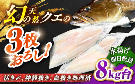 天然クエ(8キロ台・3枚おろし) [壱岐市][壱岐島 玄海屋][JBS061] クエ 魚 刺身 しゃぶしゃぶ 590000 590000円 59万円 のし プレゼント ギフト 冷蔵配送 九州