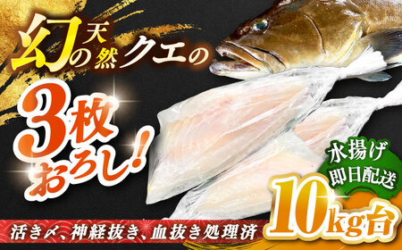 天然クエ(10キロ台・3枚おろし) [壱岐市][壱岐島 玄海屋][JBS063] クエ 魚 刺身 しゃぶしゃぶ 750000 750000円 75万円 のし プレゼント ギフト 冷蔵配送 九州
