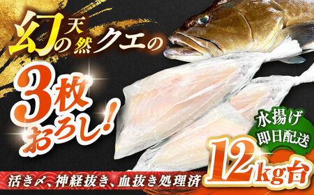 天然クエ(12キロ台・3枚おろし) [壱岐市][壱岐島 玄海屋][JBS065] クエ 魚 刺身 しゃぶしゃぶ 880000 880000円 88万円 のし プレゼント ギフト 冷蔵配送 九州