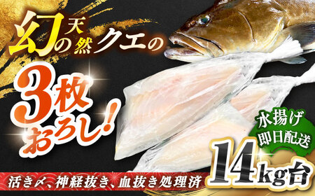 天然クエ(14キロ台・3枚おろし) [壱岐市][壱岐島 玄海屋][JBS067] クエ 魚 刺身 しゃぶしゃぶ 1030000 1030000円 103万円 のし プレゼント ギフト 冷蔵配送 九州