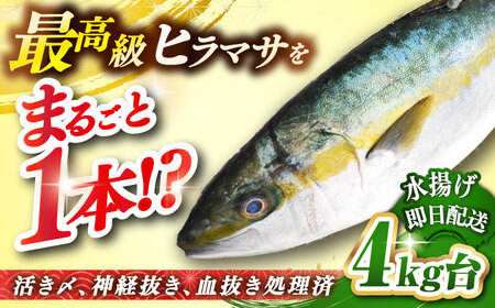 壱岐島産天然ヒラマサ(4キロ台・丸もの) [壱岐市][壱岐島 玄海屋][JBS069] ヒラマサ 魚 刺身 煮物 カルパッチョ お寿司 58000 58000円 のし プレゼント ギフト 冷蔵配送 九州