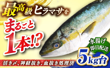 壱岐島産天然ヒラマサ(5キロ台・丸もの) [壱岐市][壱岐島 玄海屋][JBS070] ヒラマサ 魚 刺身 煮物 カルパッチョ お寿司 67000 67000円 のし プレゼント ギフト 冷蔵配送 九州
