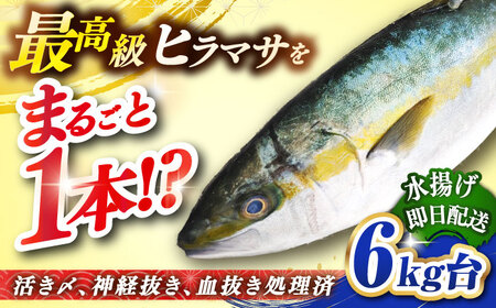 壱岐島産天然ヒラマサ(6キロ台・丸もの) [壱岐市][壱岐島 玄海屋][JBS071] ヒラマサ 魚 刺身 煮物 カルパッチョ お寿司 77000 77000円 のし プレゼント ギフト 冷蔵配送 九州