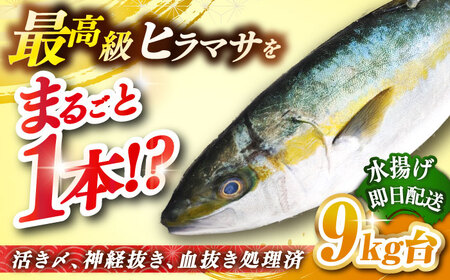 壱岐島産天然ヒラマサ（9キロ台・丸もの） 《壱岐市》【壱岐島　玄海屋】[JBS074] ヒラマサ 魚 刺身 煮物 カルパッチョ お寿司 240000 240000円 のし プレゼント ギフト 冷蔵配送 九州