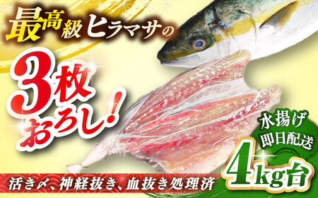 壱岐島産天然ヒラマサ(4キロ台・三枚おろし) [壱岐市][壱岐島 玄海屋][JBS077] ヒラマサ 魚 刺身 煮物 カルパッチョ お寿司 64000 64000円 のし プレゼント ギフト 冷蔵配送 九州