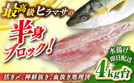 壱岐島産天然ヒラマサ(4キロ台・半身ブロック) [壱岐市][壱岐島 玄海屋][JBS085] ヒラマサ 魚 刺身 煮物 カルパッチョ お寿司 38000 38000円 のし プレゼント ギフト 冷蔵配送 九州