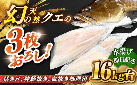 天然クエ(16キロ台・3枚おろし) [壱岐市][壱岐島 玄海屋][JBS090] 1350000 1350000円 135万円 のし プレゼント ギフト 冷蔵配送 九州