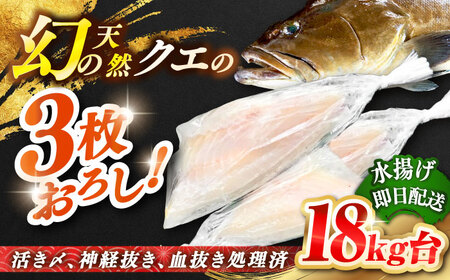 天然クエ(18キロ台・3枚おろし) [壱岐市][壱岐島 玄海屋][JBS092] 1510000 1510000円 151万円 のし プレゼント ギフト 冷蔵配送 九州