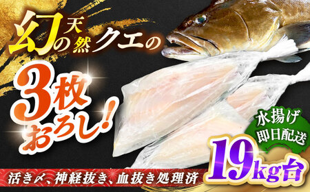 天然クエ(19キロ台・3枚おろし) [壱岐市][壱岐島 玄海屋][JBS093] 1600000 1600000円 160万円 のし プレゼント ギフト 冷蔵配送 九州