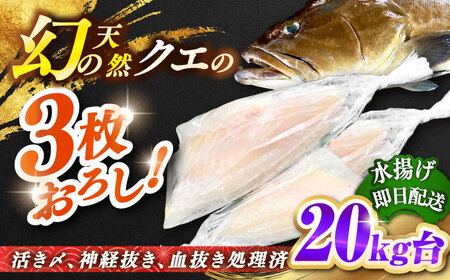 天然クエ(20キロ台・3枚おろし) [壱岐市][壱岐島 玄海屋][JBS094] 2010000 2010000円 201万円 のし プレゼント ギフト 冷蔵配送 九州