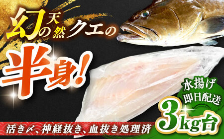 天然クエ(一本丸ものサイズ 3キロ台・半身) [JBS095] 140000 140000円 14万円 冷蔵配送 九州