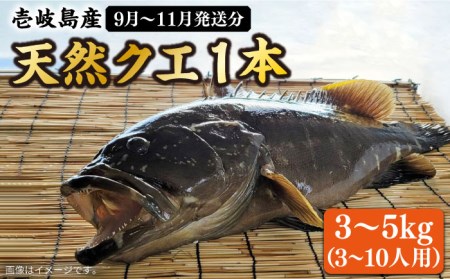 [先行予約][9月〜11月限定] 天然クエ 丸もの 3〜5kg(鍋・刺身:約5〜10人前)[2025年9月以降発送] [壱岐市][丸和水産][JCJ011] クエ くえ 冷蔵 直送 海鮮 鮮魚 刺身 刺し身 お刺身 鍋 くえ 1本 1匹 高級魚 120000 120000円 12万円 冷蔵配送 九州