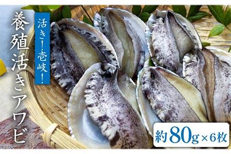 国産養殖アワビ 活き!壱岐!アワビ(約480g) 約80g×6枚 [JDQ002] あわび/鮑/BBQ 23000 23000円 のし プレゼント ギフト 冷蔵配送 九州