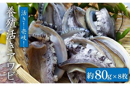 国産養殖アワビ 活き!壱岐!アワビ(約640g) 約80g×8枚 [JDQ003]あわび/鮑/BBQ 29000 29000円 のし プレゼント ギフト 冷蔵配送 九州